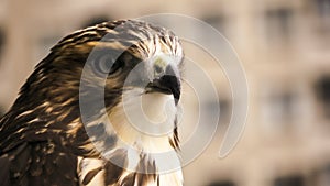 Close up of a red-tailed hawk Buteo jamaicensis