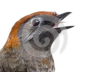 Close-up of a Red-tailed Laughingthrush tweeting- Garrulax milnei