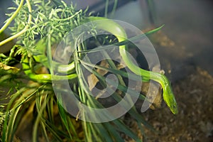 Close up of Red-tailed Racer Snake Gonyosoma oxycephalum at the Zoo