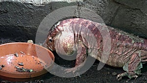 Close-up of a red tegu lizard, Tupinambis rufescens