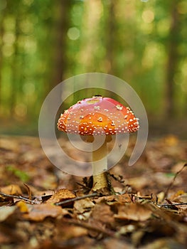 Close-up of the red toadstool mushroom