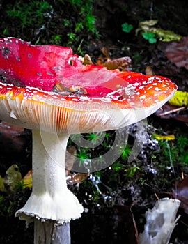 Close up of red toadstool, poisonous mushroom