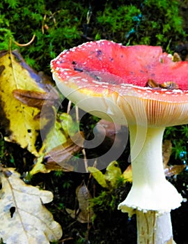 Close up of red toadstool, poisonous mushroom