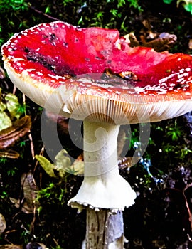 Close up of red toadstool, poisonous mushroom