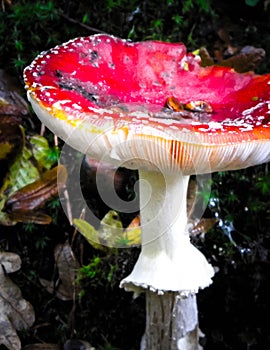 Close up of red toadstool, poisonous mushroom