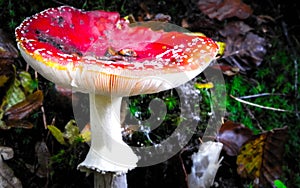 Close up of red toadstool, poisonous mushroom