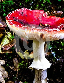 Close up of red toadstool, poisonous mushroom