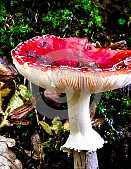 Close up of red toadstool, poisonous mushroom