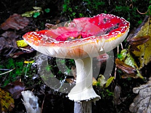 Close up of red toadstool, poisonous mushroom