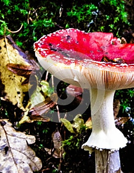 Close up of red toadstool, poisonous mushroom