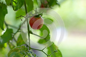 Close up red tomato on the plant.tomatoes tree