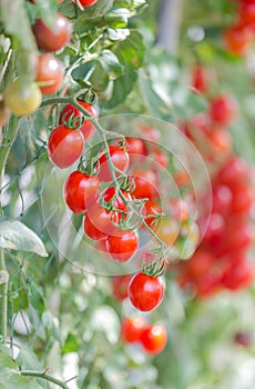 Close up red tomatoes growing in garden