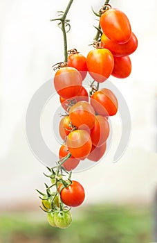 Close up red tomatoes growing in garden