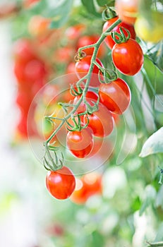 Close up red tomatoes growing in garden