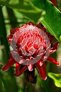 Close up on a red torch ginger photo