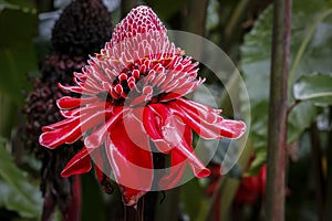 Close-up of a red Torch lily, Folha Seca, Brazil photo