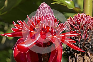 Close-up of a red Torch lily in sunlight, Folha Seca, Brazil