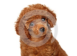 Close-up of a red toy poodle puppy