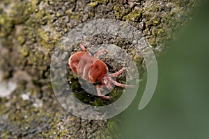 Close-up of a red Trombidium holosericeum mite