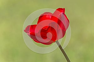 Close up of red tulip against green background