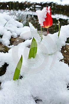 Close-up of a red tulip blossom covered in snow