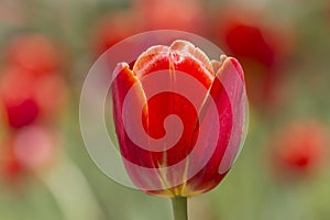 Close up of red tulip blossom in garden