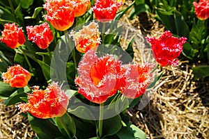 Close up of red tulip bulbs curly fringed sue tulipa hybrida on field of german cultivation farm - Grevenbroich, Germany