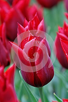 Close Up of a red tulip in a field with spring sunlight, dew drops on petals. Soft, selective focus.