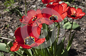 Close up of red tulip flower with green leafs against ground