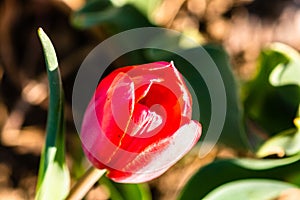 Close up of red tulip flower isolated on blurred background. Macro shot of tulip