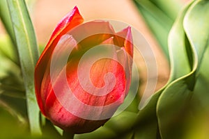 Close up of red tulip flower isolated on blurred background. Macro shot of tulip