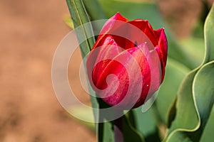 Close up of red tulip flower isolated on blurred background. Macro shot of tulip
