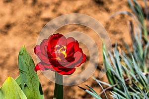 Close up of red tulip flower isolated on blurred background. Macro shot of tulip