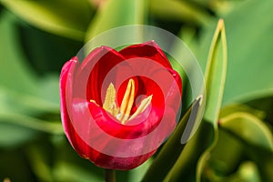 Close up of red tulip flower isolated on blurred background. Macro shot of tulip