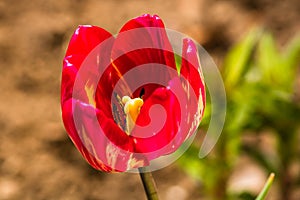 Close up of red tulip flower isolated on blurred background. Macro shot of tulip