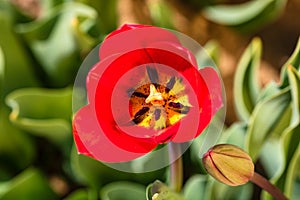 Close up of red tulip flower isolated on blurred background. Macro shot of tulip