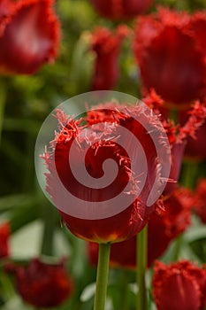 Close Up of Red Tulip with Fringe