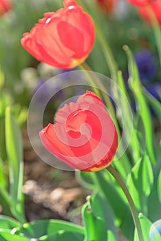 Close-up red tulip blossom at springtime in Irving, Texas, USA