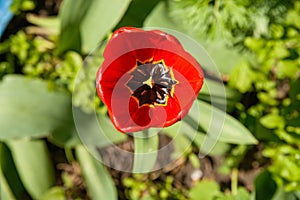 Close up red tulip in gerden