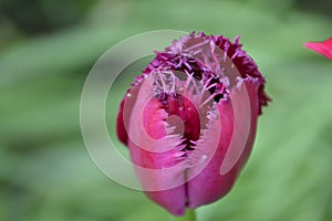 Close-Up Of A Red Tulip