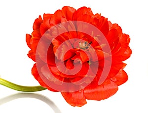 Close-up of red tulip over white