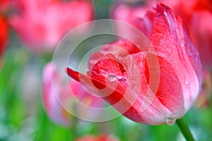 Close up of Red tulip with soft focus of many tulips surrounding in the garden background