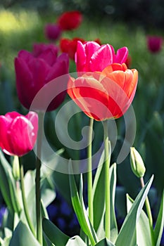 Close-up of red tulips blooming outdoors in spring, photographed in Shanghai, China