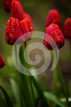 Close up of red tulips flower plant with morning water droplets in the garden  springtime bloom copy space