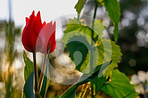 Close up of a red tulips on the garden with green grass and the Sun on the background