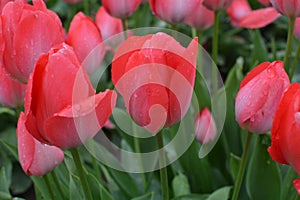 Close up of red tulips near Woodburn, Oregon