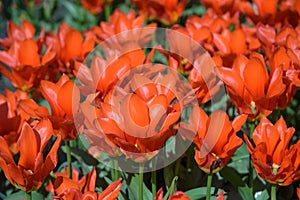 Close up of red tulips during spring blooming