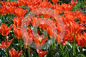 Close up of red tulips during spring blooming