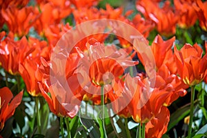 Close up of red tulips during spring blooming