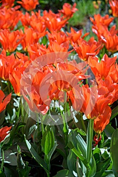 Close up of red tulips during spring blooming